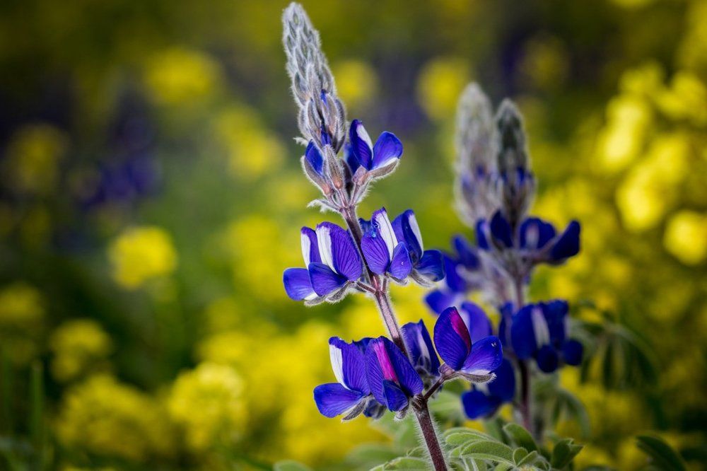 цветение люпинов