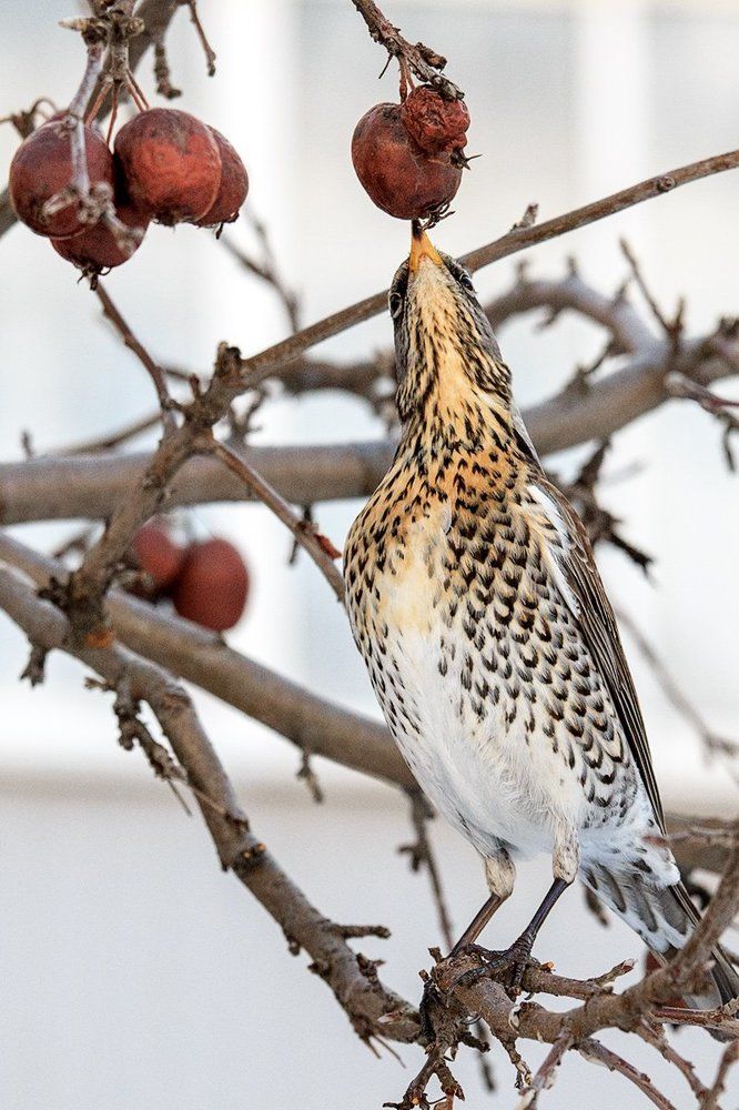 Дрозд-рябинник на ягодной яблоне