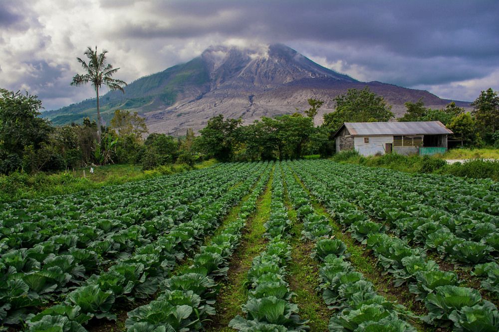 The Volcanoes and The Cabbage Fields