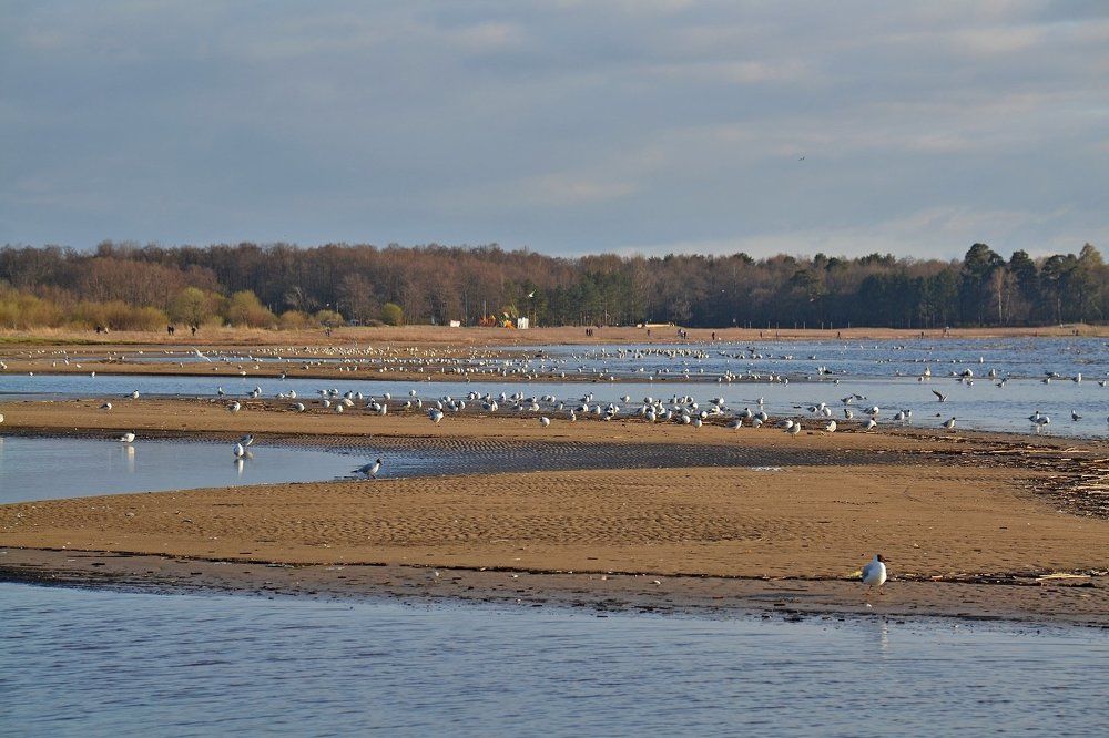 Птичье царство