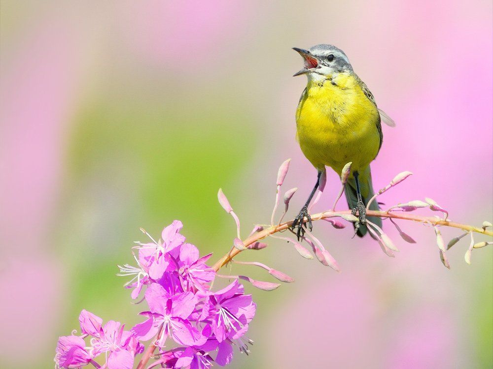 Полевые зарисовки