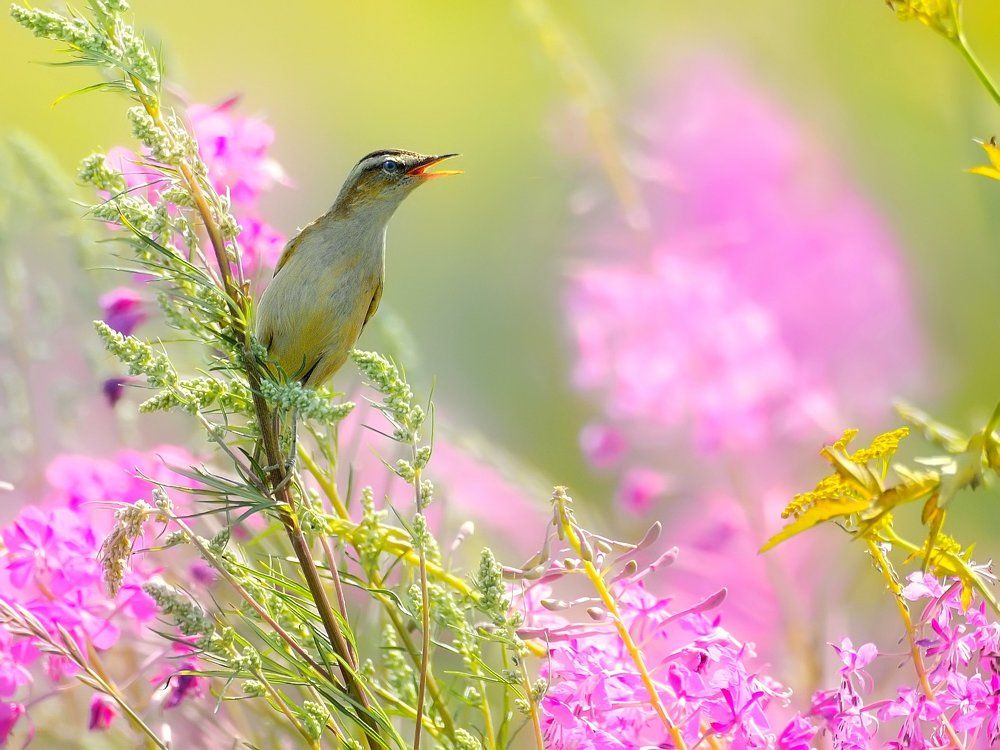 Луговые песни