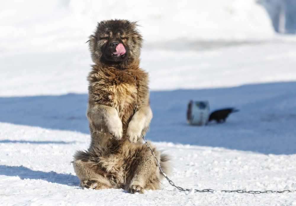 Позиционер