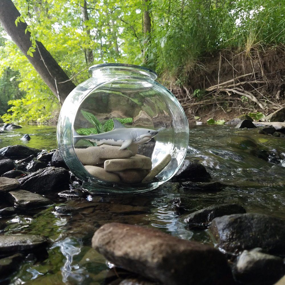 Fishbowl ocean