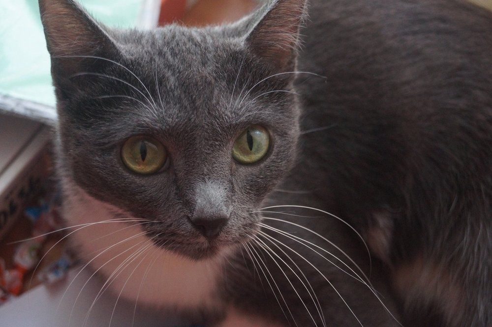 Кошачий взгляд.