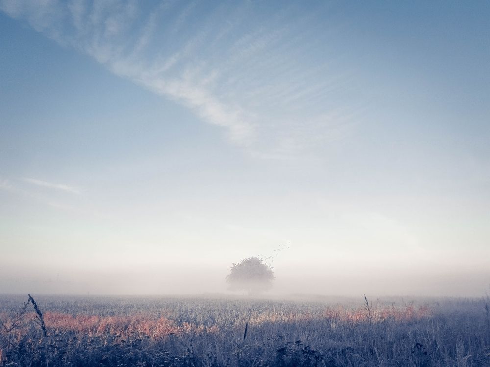 Одинокое дерево