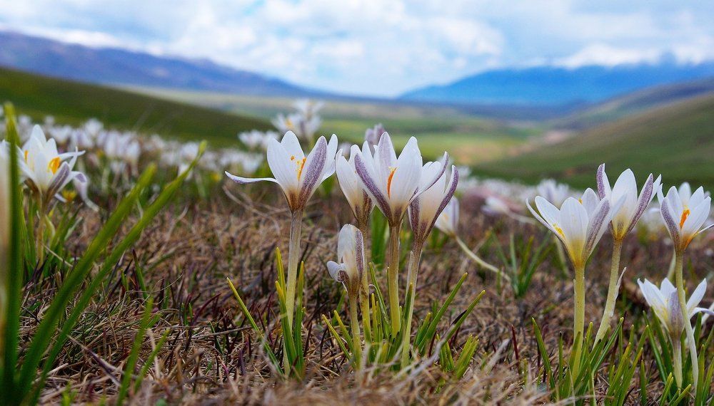 Там где рождается весна