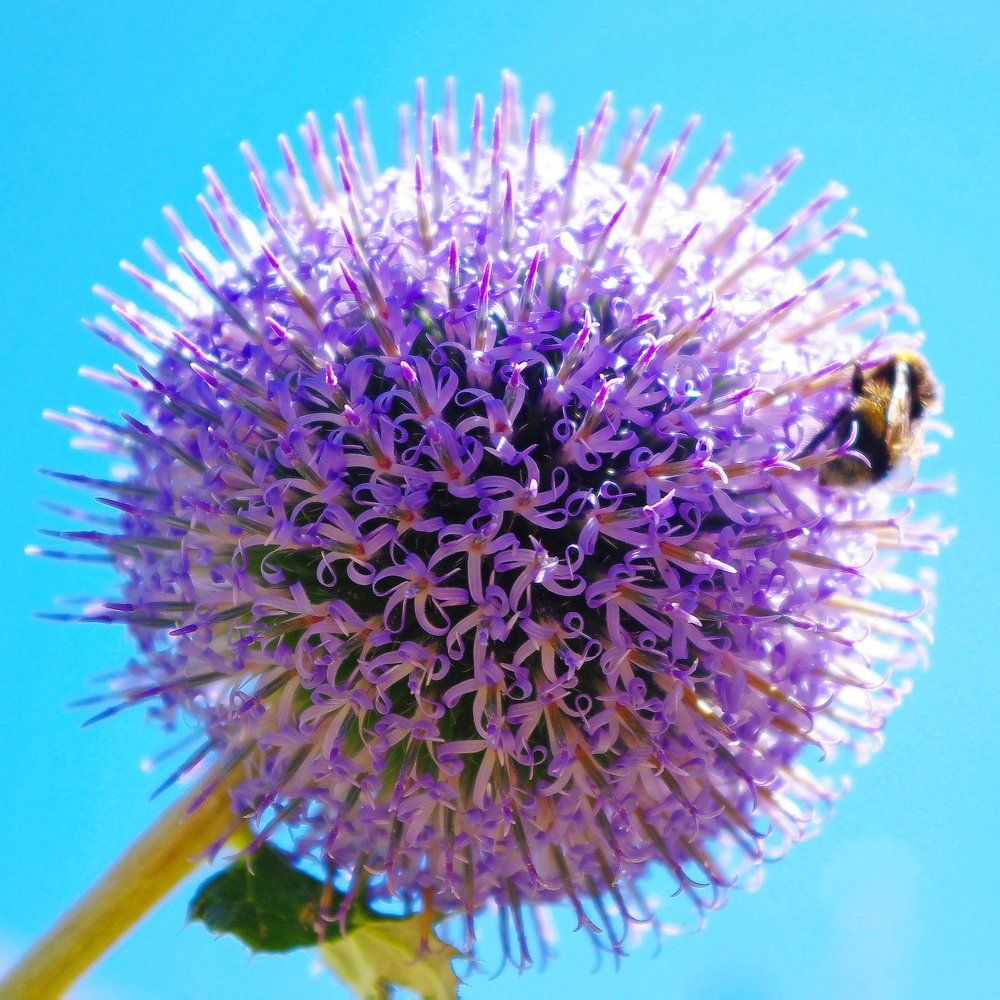 Питательный шар