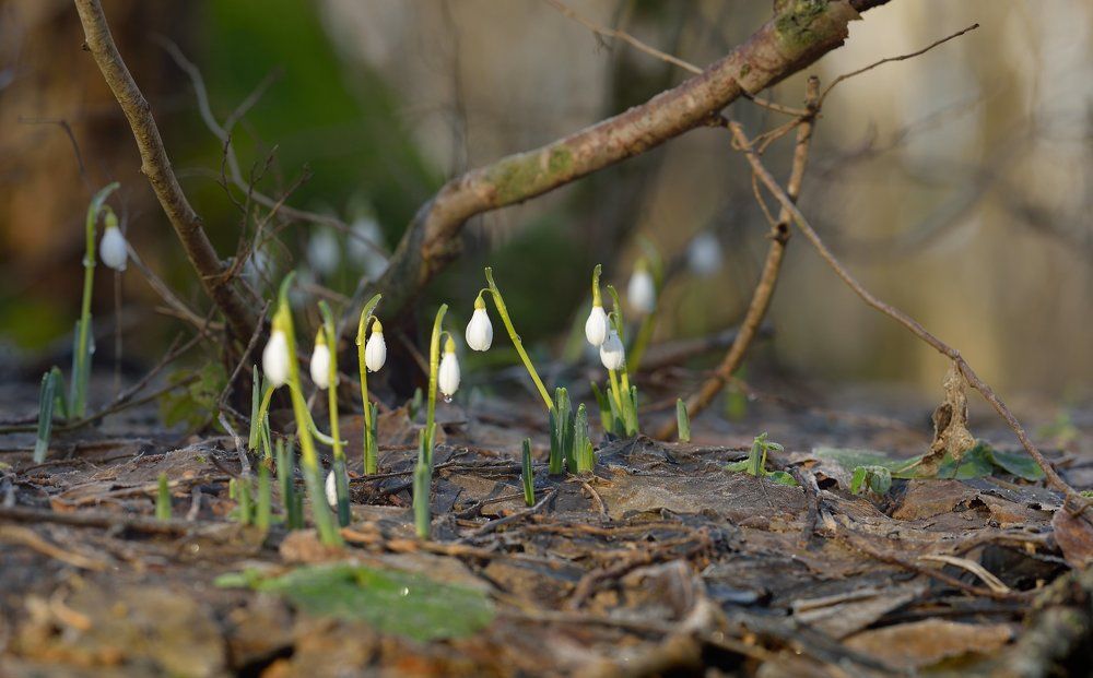 В весеннем лесу