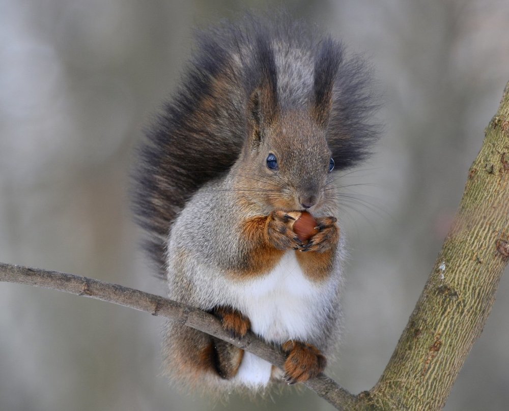 Пушистик-первогодок