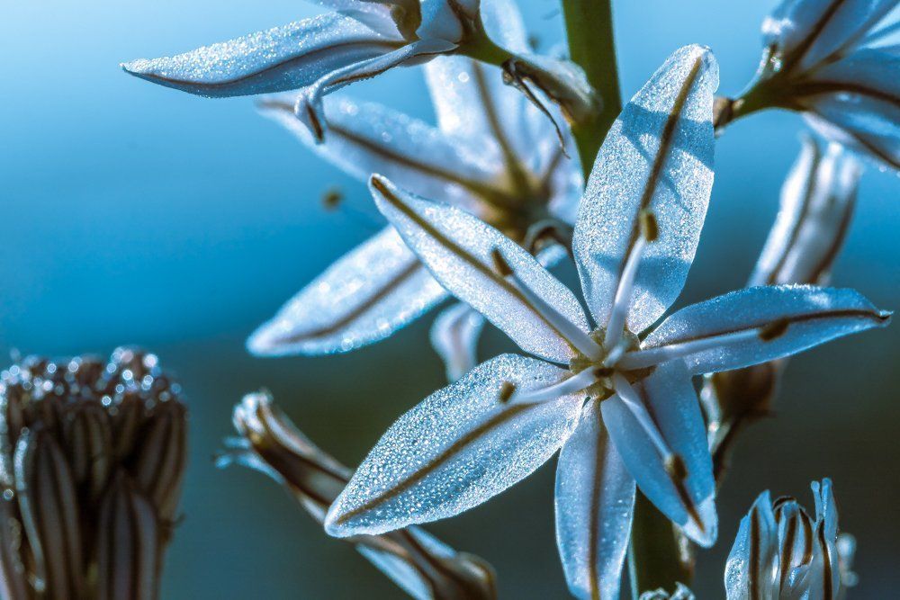 Асфоделус в росе