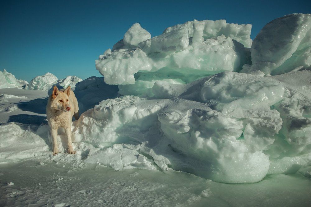 Сторож морских торосов.