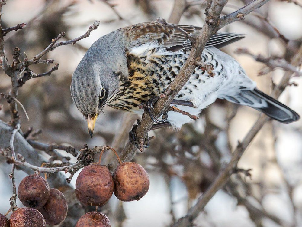 Дрозд-рябинник на ягодной яблоне