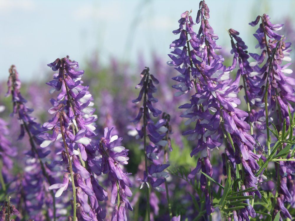 мышиный горох