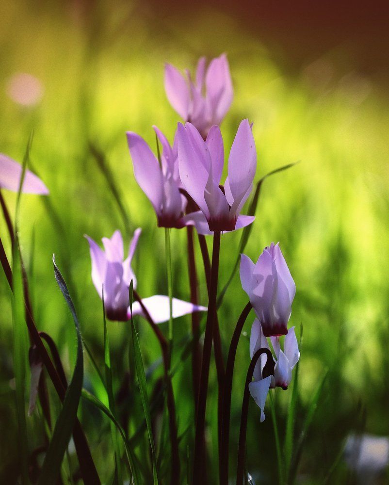 Цикломенны, как признак весны