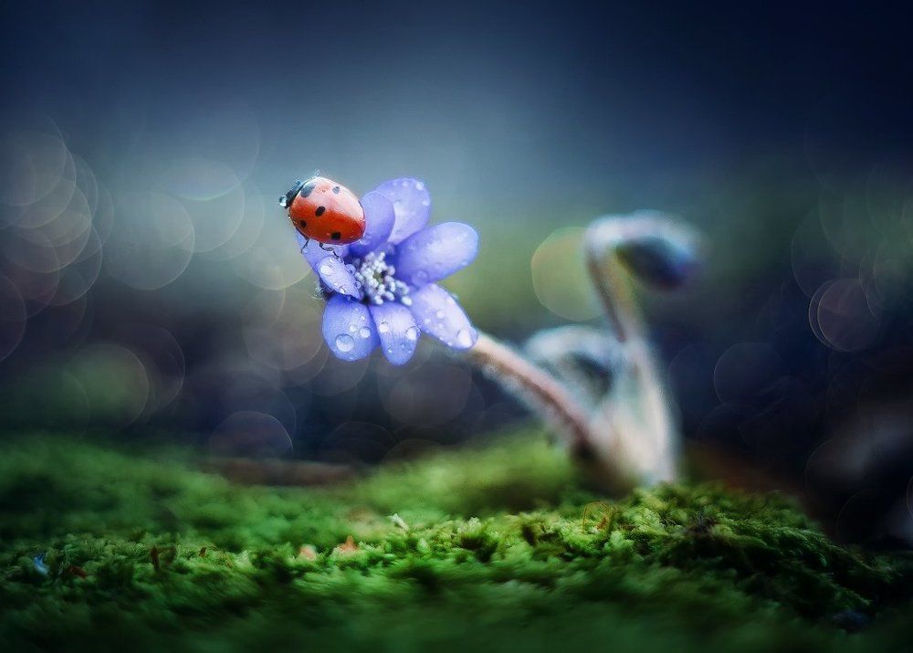 Солнышка-жучок