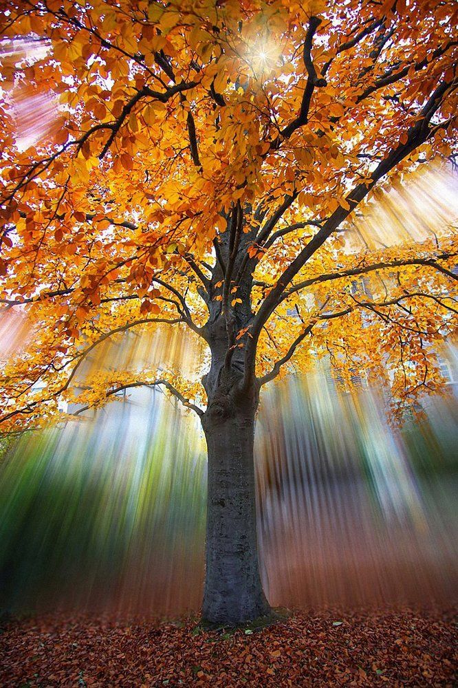 Осеннее солнце