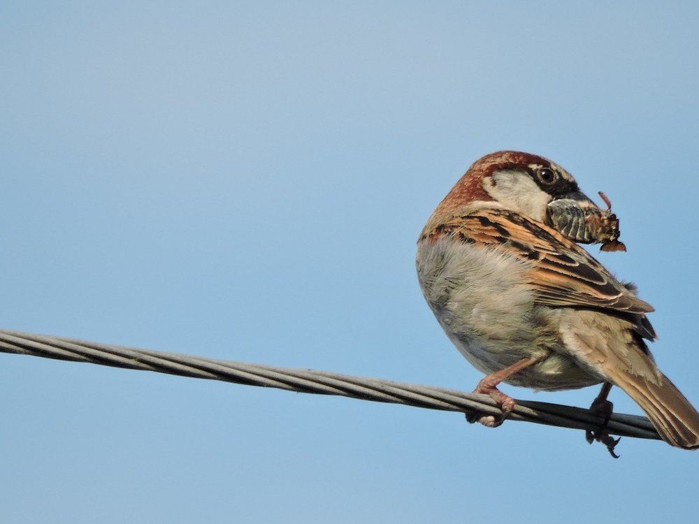 Воробушек с добычей