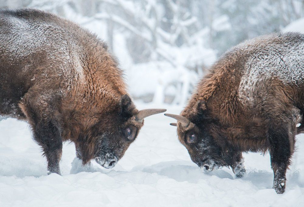 Противостояние