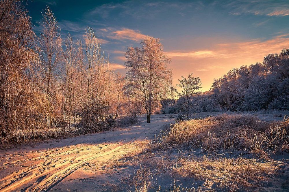 Вечер в лесу