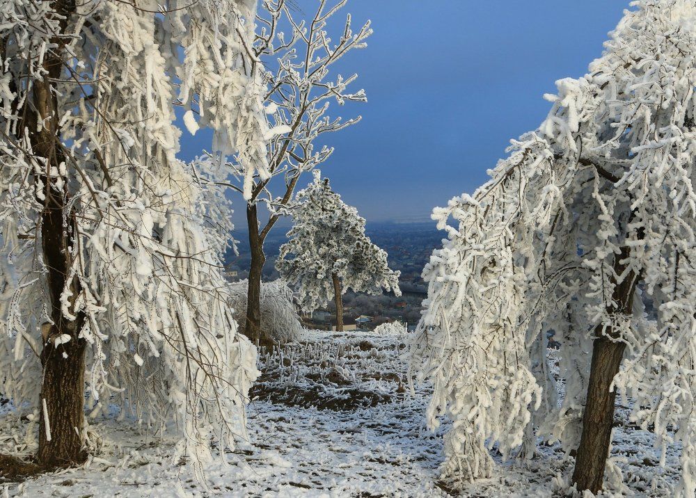 сквозь лапы