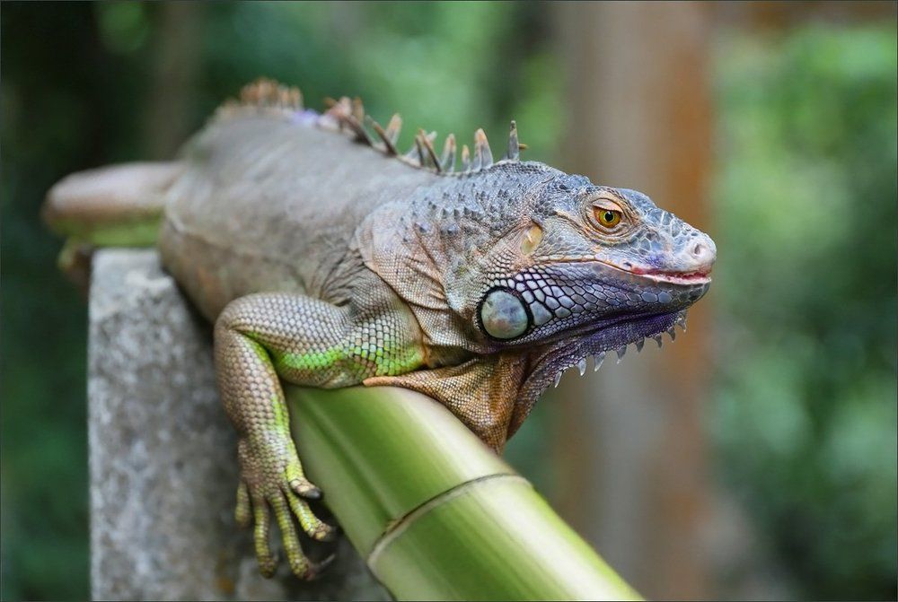 Тайные тропы варана