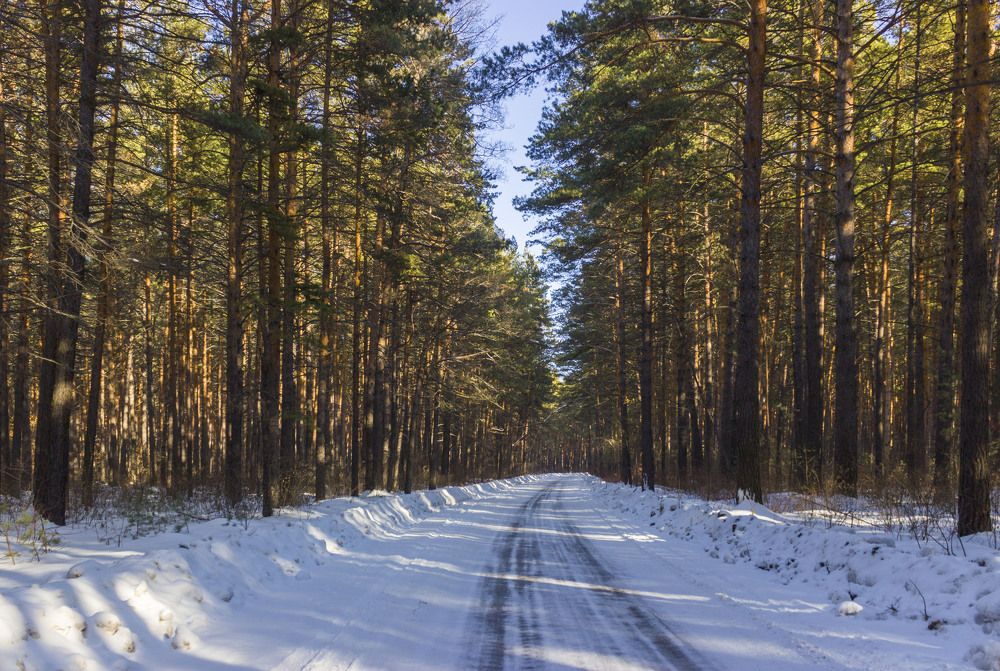 Есаульский сосновый бор