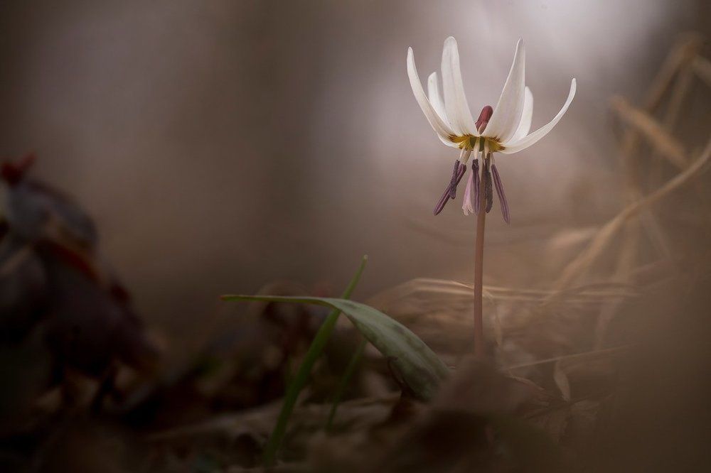 Photograph by Nicolae Fanurie Chirobocea
