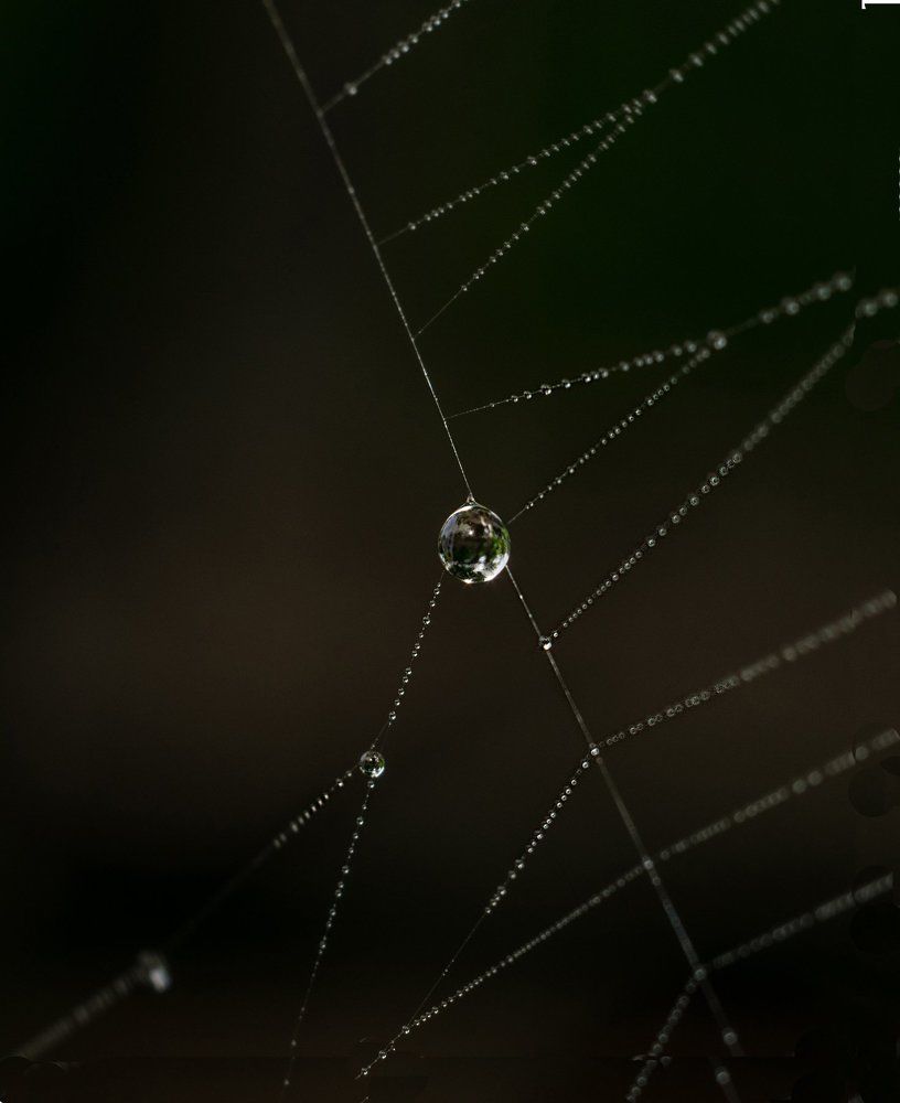 Роса на паутине