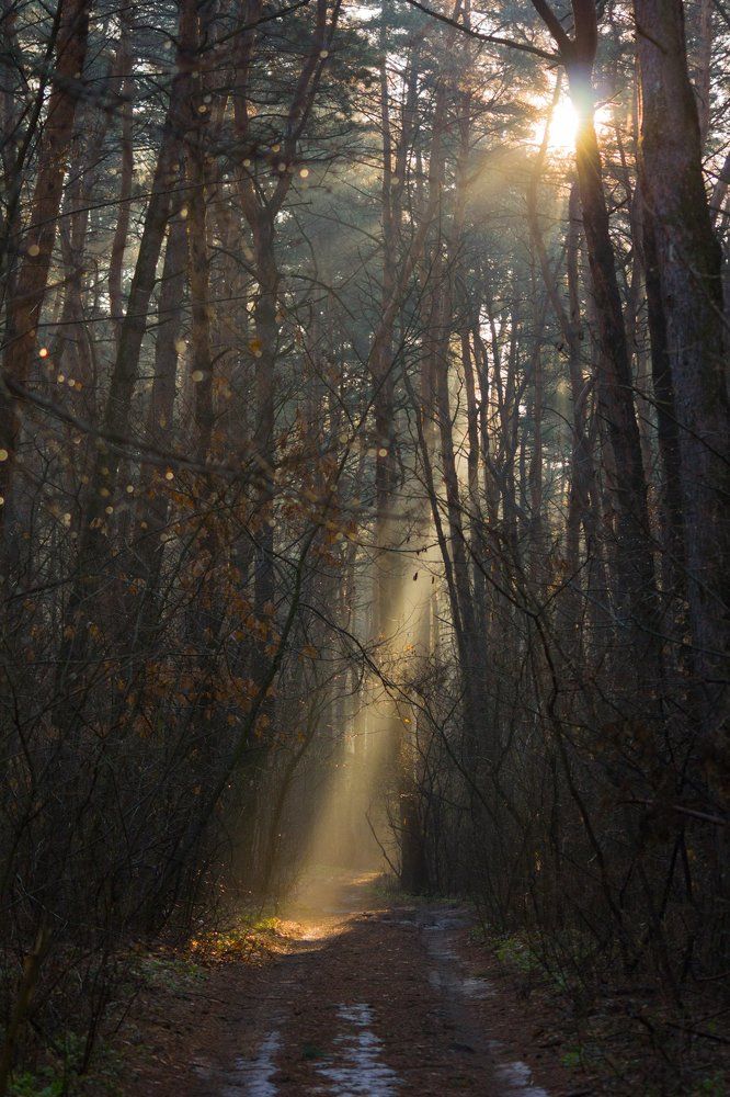 На свет из темной чащи