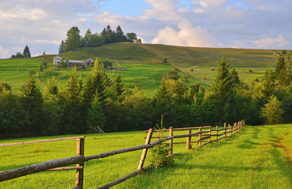 50 оттенков зелёного лета