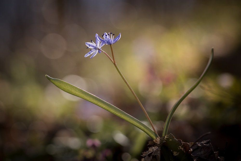 Photograph by Nicolae Fanurie Chirobocea