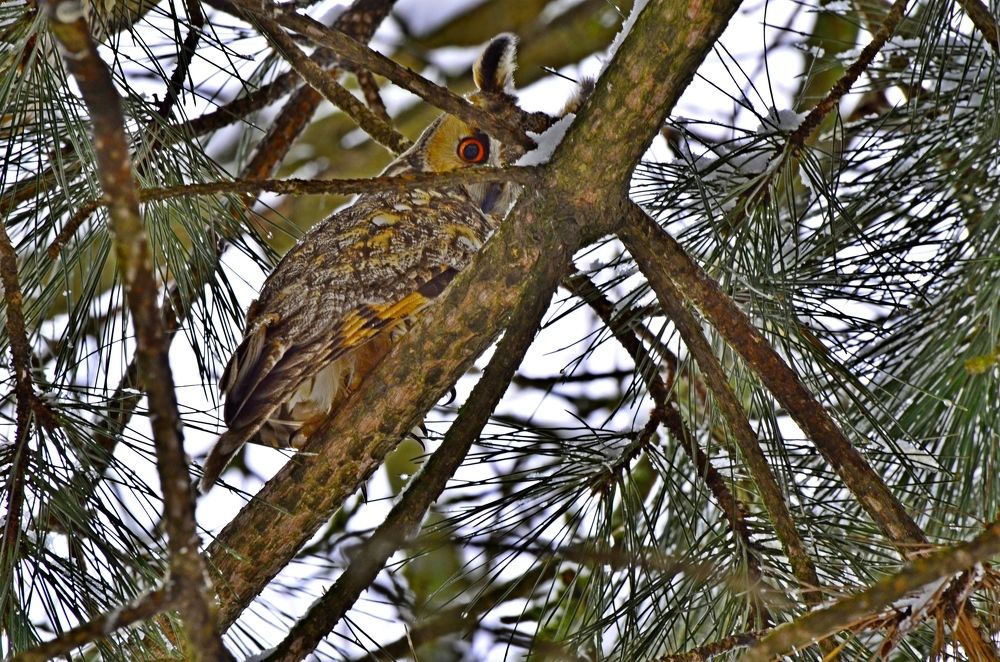 Ушастая сова.