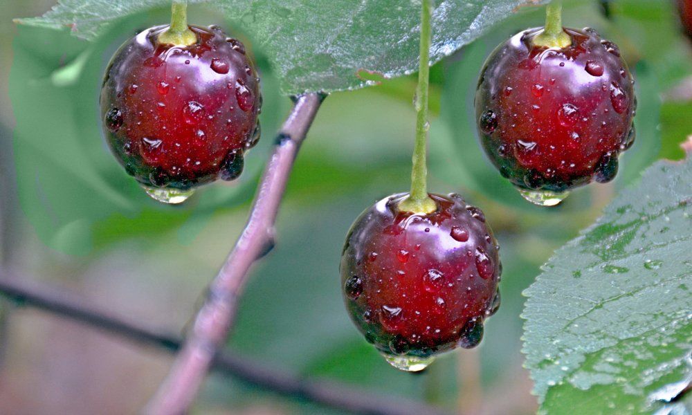 Вишенка  дождя