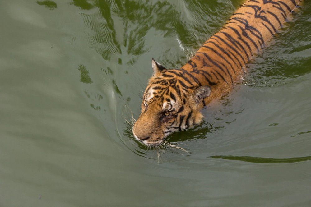 The Royal Bengal Tiger on Patrolling for food.