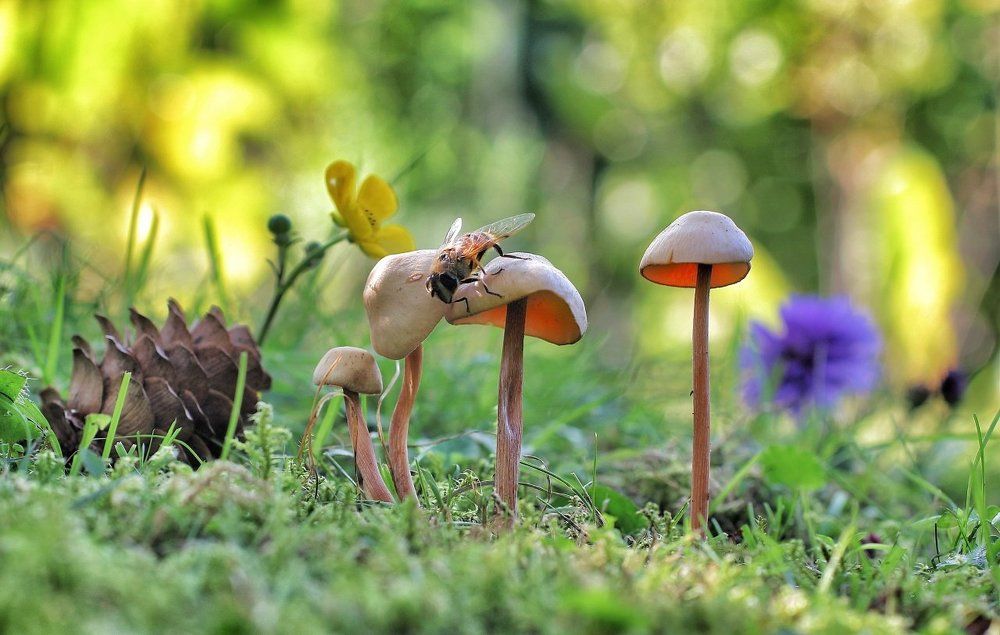 А где нектар?