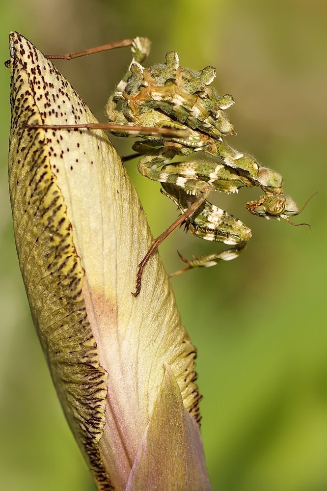 Зеленый Гость...