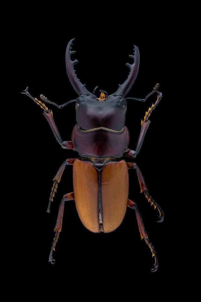 Stag beetle ( Prosopocoilus bruijni )