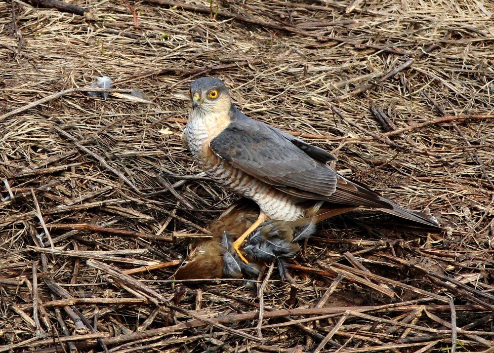 Кто не спрятался, я не виноват!
