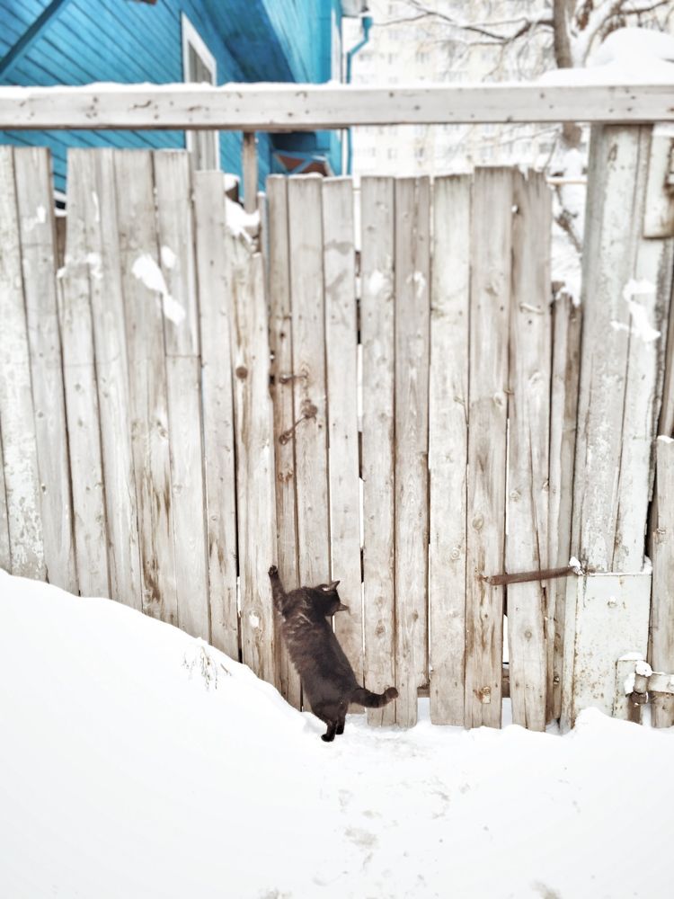 Хозяин, впусти...