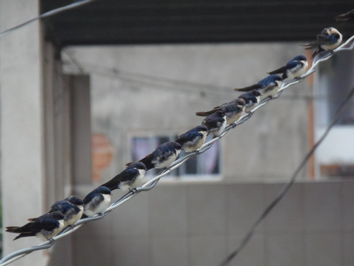 bird