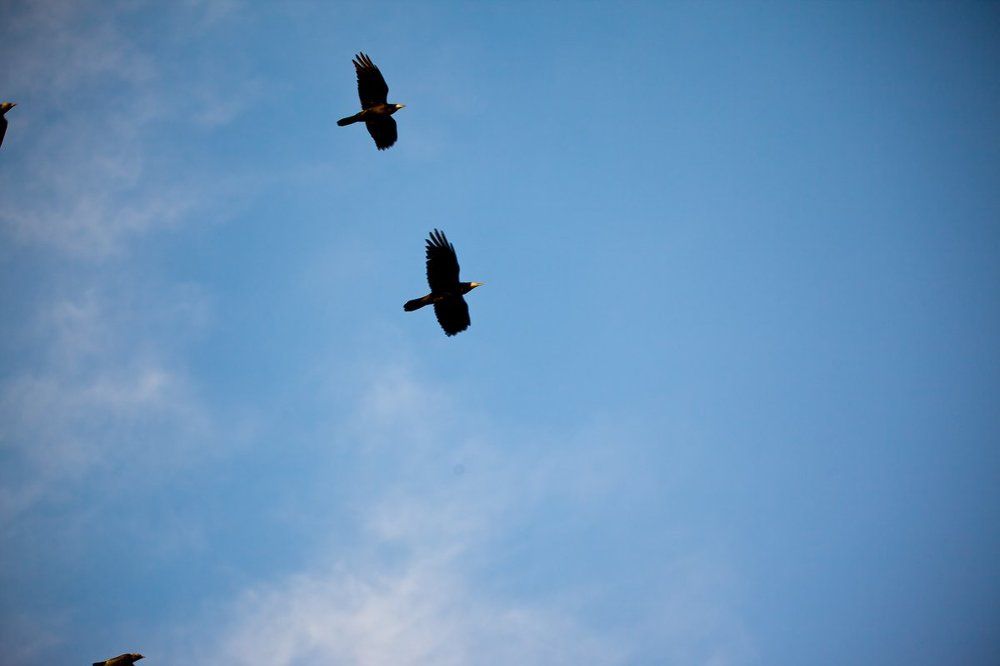 Синхронный полет