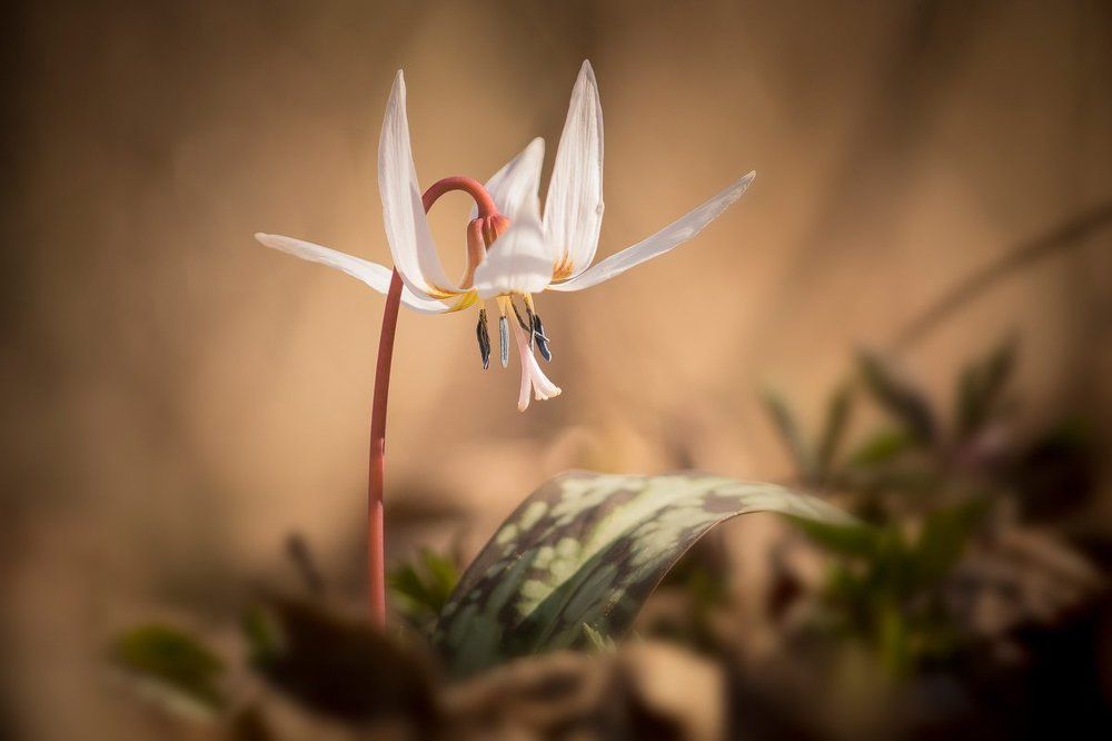 Photograph by Nicolae Fanurie Chirobocea