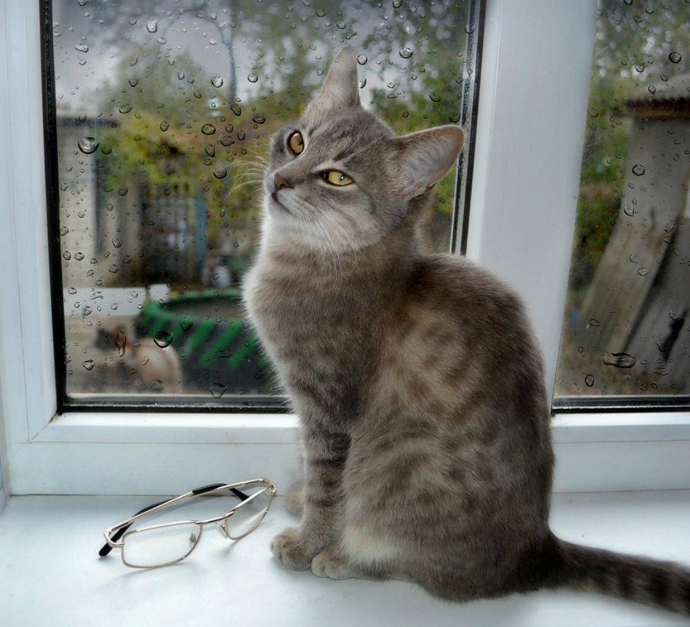 Грустила кошка на окошке..