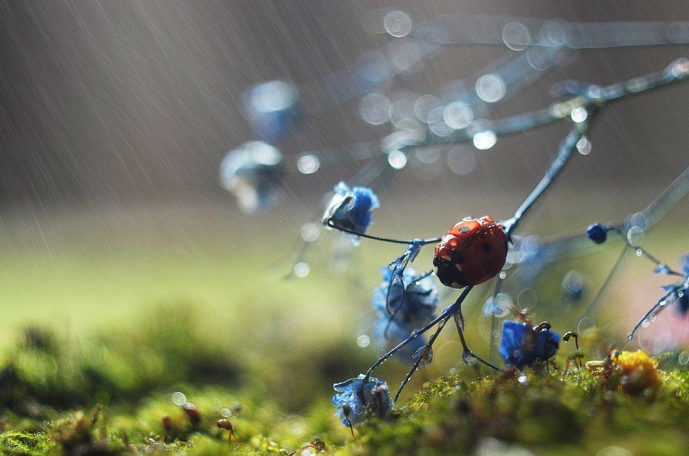 Под весенним дождем