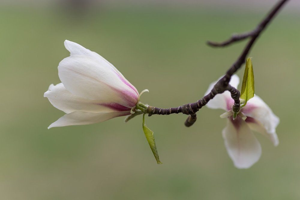 Магнолия Кобус