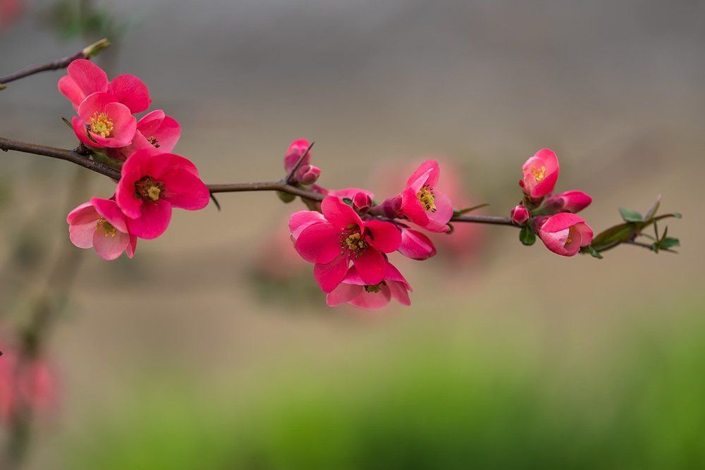 Яркие краски ранней весны