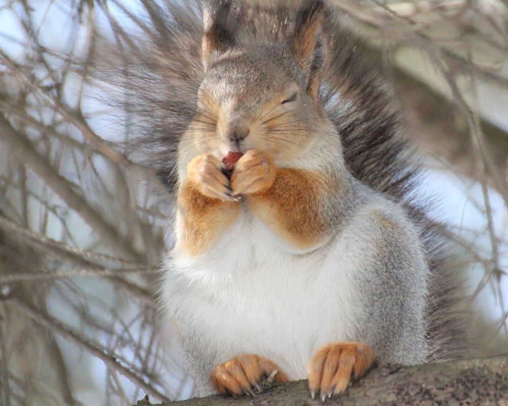 Солнце, орешек, беременность