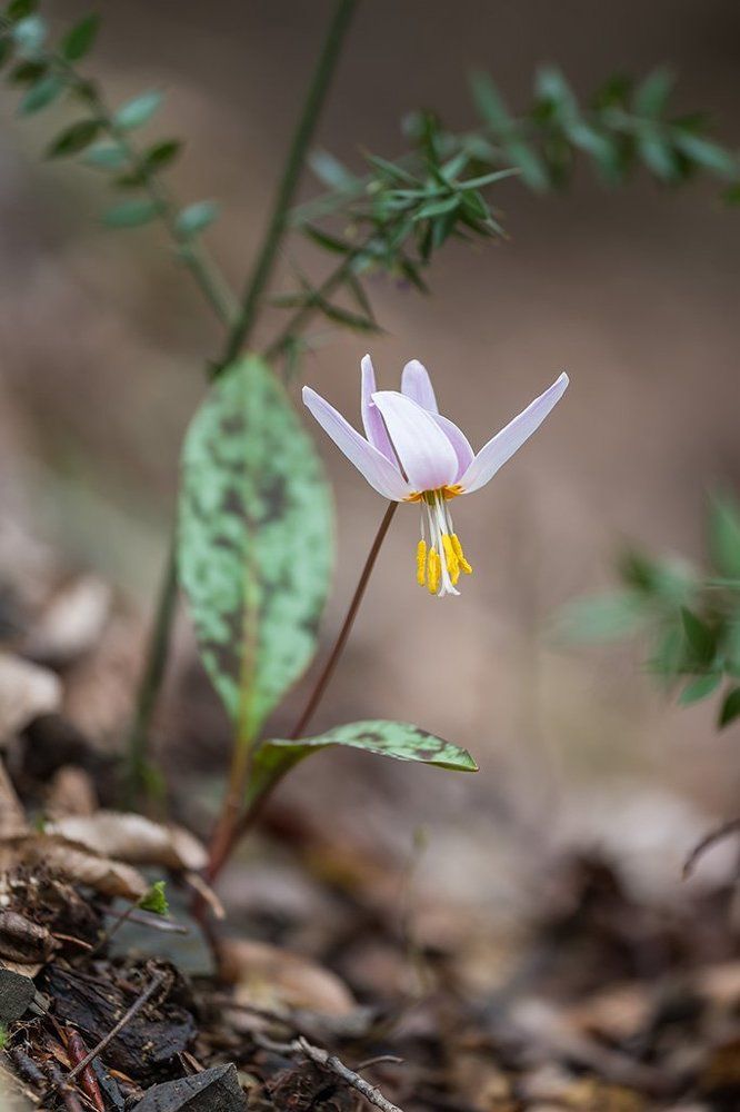 Кандык кавказский