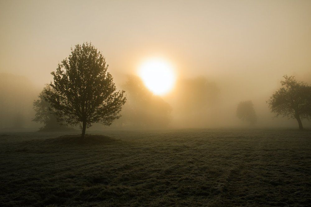 Туманное утро